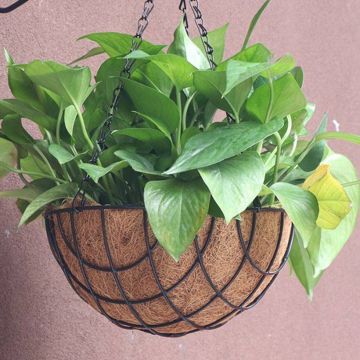 Green Coconut Palm Hanging Basket